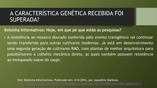 A CARACTERÍSTICA GENÉTICA RECEBIDA FOI
SUPERADA?
Bolsinha Informativos: Hoje, em que pé que estão as pesquisas?
• A resistência ao mosaico dourado conferida pelo evento transgênico vai continuar
sendo transferida para outras cultivares modernas. Já está em desenvolvimento
uma segunda geração de cultivares RMD, com plantas de melhor arquitetura para
possibilitarem a colheita mecânica direta, as quais também possuem resistência
ao mosqueado suave do caupi.
Site: Bolsinha Informativos. Publicado em: 4/4/2016, por Jaqueline Barbosa.
http://www.bolsinha.com.br/br/NoticiaMostra.asp?CodTexto=2518&Restrito=0&CodDestino=1
 