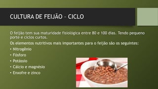 CULTURA DE FEIJÃO – CICLO
O feijão tem sua maturidade fisiológica entre 80 e 100 dias. Tendo pequeno
porte e ciclos curtos.
Os elementos nutritivos mais importantes para o feijão são os seguintes:
• Nitrogênio
• Fósforo
• Potássio
• Cálcio e magnésio
• Enxofre e zinco
 
