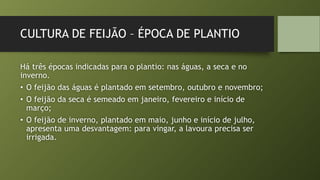 CULTURA DE FEIJÃO – ÉPOCA DE PLANTIO
Há três épocas indicadas para o plantio: nas águas, a seca e no
inverno.
• O feijão das águas é plantado em setembro, outubro e novembro;
• O feijão da seca é semeado em janeiro, fevereiro e início de
março;
• O feijão de inverno, plantado em maio, junho e início de julho,
apresenta uma desvantagem: para vingar, a lavoura precisa ser
irrigada.
 