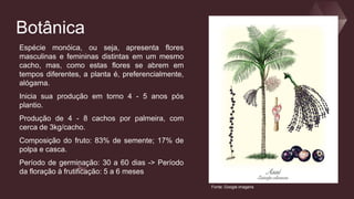Botânica
Espécie monóica, ou seja, apresenta flores
masculinas e femininas distintas em um mesmo
cacho, mas, como estas flores se abrem em
tempos diferentes, a planta é, preferencialmente,
alógama.
Inicia sua produção em torno 4 - 5 anos pós
plantio.
Produção de 4 - 8 cachos por palmeira, com
cerca de 3kg/cacho.
Composição do fruto: 83% de semente; 17% de
polpa e casca.
Período de germinação: 30 a 60 dias -> Período
da floração à frutificação: 5 a 6 meses
Fonte: Google imagens
 