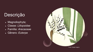 Descrição
● Magnoliophyta;
● Classe: Liliopsidae
● Família: Arecaceae
● Gênero: Euterpe
Fonte: Google imagens
 