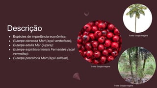 Descrição
● Espécies de importância econômica:
● Euterpe oleracea Mart (açaí verdadeiro);
● Euterpe edulis Mar (juçara);
● Euterpe espiritosantensis Fernandes (açaí
vermelho);
● Euterpe precatoria Mart (açaí solteiro).
Fonte: Google imagens
Fonte: Google imagens
Fonte: Google imagens
 