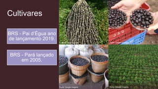 Cultivares
BRS - Pai d’Égua ano
de lançamento 2019.
BRS - Pará lançado
em 2005.
Fonte: Google imagens
Fonte: Google imagens Fonte: Google imagens
Fonte: Google imagens
 