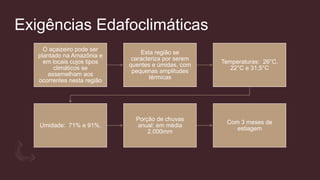 Exigências Edafoclimáticas
O açaizeiro pode ser
plantado na Amazônia e
em locais cujos tipos
climáticos se
assemelham aos
ocorrentes nesta região
Esta região se
caracteriza por serem
quentes e úmidas, com
pequenas amplitudes
térmicas
Temperaturas: 26°C,
22°C e 31,5°C
Umidade: 71% e 91%.
Porção de chuvas
anual: em média
2.000mm
Com 3 meses de
estiagem
 