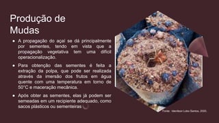 Produção de
Mudas
● A propagação do açaí se dá principalmente
por sementes, tendo em vista que a
propagação vegetativa tem uma difícil
operacionalização.
● Para obtenção das sementes é feita a
extração da polpa, que pode ser realizada
através da imersão dos frutos em água
quente com uma temperatura em torno de
50°C e maceração mecânica.
● Após obter as sementes, elas já podem ser
semeadas em um recipiente adequado, como
sacos plásticos ou sementeiras
Fonte: Idenilson Lobo Santos, 2020.
 