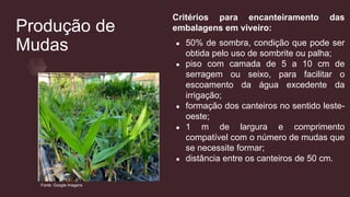 Produção de
Mudas
Critérios para encanteiramento das
embalagens em viveiro:
● 50% de sombra, condição que pode ser
obtida pelo uso de sombrite ou palha;
● piso com camada de 5 a 10 cm de
serragem ou seixo, para facilitar o
escoamento da água excedente da
irrigação;
● formação dos canteiros no sentido leste-
oeste;
● 1 m de largura e comprimento
compatível com o número de mudas que
se necessite formar;
● distância entre os canteiros de 50 cm.
Fonte: Google imagens
 