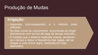 Produção de Mudas
Irrigação:
• Aspersão (microaspersão) é o método mais
utilizado;
• Na fase inicial de crescimento, recomenda-se irrigar
diariamente com turnos de rega de tempo reduzido;
• Á medida que o sistema radicular cresce, aumenta-
se o tempo e reduz a frequência das regas, até se
chegar a uma única regra, realizada em dias
alternados.
 