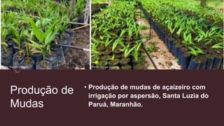 Produção de
Mudas
• Produção de mudas de açaízeiro com
irrigação por aspersão, Santa Luzia do
Paruá, Maranhão.
Fonte: Google imagens
Fonte: Google imagens
 