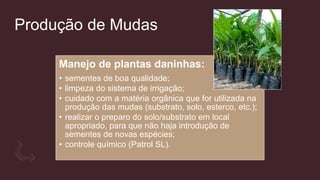 Produção de Mudas
Manejo de plantas daninhas:
• sementes de boa qualidade;
• limpeza do sistema de irrigação;
• cuidado com a matéria orgânica que for utilizada na
produção das mudas (substrato, solo, esterco, etc.);
• realizar o preparo do solo/substrato em local
apropriado, para que não haja introdução de
sementes de novas espécies;
• controle químico (Patrol SL).
Fonte: Google imagens
 