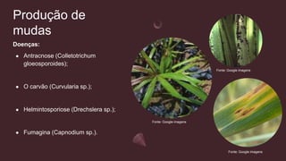 Produção de
mudas
Doenças:
● Antracnose (Colletotrichum
gloeosporoides);
● O carvão (Curvularia sp.);
● Helmintosporiose (Drechslera sp.);
● Fumagina (Capnodium sp.).
Fonte: Google imagens
Fonte: Google imagens
Fonte: Google imagens
 