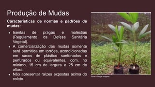 Produção de Mudas
Características de normas e padrões de
mudas:
● Isentas de pragas e moléstias
(Regulamento da Defesa Sanitária
Vegetal).
● A comercialização das mudas somente
será permitida em torrões, acondicionadas
em sacos de plástico sanfonados e
perfurados ou equivalentes, com, no
mínimo, 15 cm de largura e 25 cm de
altura.
● Não apresentar raízes expostas acima do
coleto.
Fonte: Google imagens
 