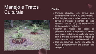 Manejo e Tratos
Culturais
Plantio:
● Período chuvoso, em covas com
dimensões de 40 cm x 40 cm x 40 cm;
● Distribuição das mudas próximas as
covas e misturar a porção da terra
retirada com os 200g de superfosfato
triplo e o adubo orgânico;
● Retirar as mudas dos sacos de
plásticos, e realizar o plantio no centro
das covas, cobrindo o torrão da muda
com a mistura da terra até a região do
coleto e fazer uma pressão neste local.
● Uso de cobertura morta em volta da
muda, principalmente em plantios fora
de época.
Fonte: Google imagens
 