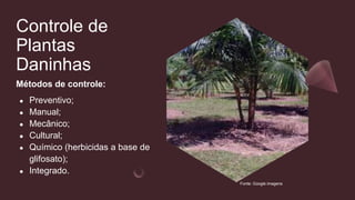 Controle de
Plantas
Daninhas
Métodos de controle:
● Preventivo;
● Manual;
● Mecânico;
● Cultural;
● Químico (herbicidas a base de
glifosato);
● Integrado.
Fonte: Google imagens
 