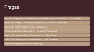 Pragas
Bicudos (Rhynchophorus palmarum e Dynamis borassi, Coleoptera: Curculionidae);
Broca das mudas (Xylosandrus compactus, Coleoptera: Scolytidae);
Broca dos frutos (Cocotrypes sp, Coleoptera);
Pulgão-preto (Cerataphis latanie, Homoptera: Aphididae);
Cochonilha escama-farinha (Lepidosaphis, Diaspididade);
Cochonilha mosca-branca (Alleurodicus cocois, Alyrodiae);
Gafanhotos (Tropicaris collaris, Acrididae).
 