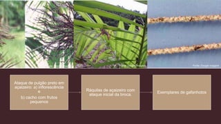 Ataque de pulgão preto em
açaizeiro: a) inflorescência
e
b) cacho com frutos
pequenos
Ráquilas de açaizeiro com
ataque inicial da broca.
Exemplares de gafanhotos
Fonte: Google imagens Fonte: Google imagens
Fonte: Google imagens
 