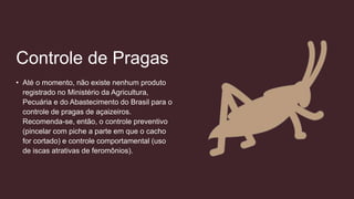 Controle de Pragas
• Até o momento, não existe nenhum produto
registrado no Ministério da Agricultura,
Pecuária e do Abastecimento do Brasil para o
controle de pragas de açaizeiros.
Recomenda-se, então, o controle preventivo
(pincelar com piche a parte em que o cacho
for cortado) e controle comportamental (uso
de iscas atrativas de feromônios).
 