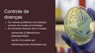 Controle de
doenças
● Os maiores problemas com doenças
ocorrem em mudas enviveiradas;
● As principais doenças são os fungos:
antracnose (Colletotrichum
gloeosporoides);
carvão (Curvularia sp);
helmintosporiose (Drechslera sp).
 