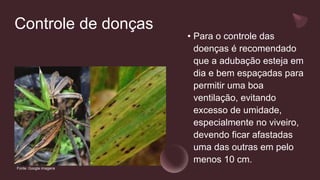Controle de donças
• Para o controle das
doenças é recomendado
que a adubação esteja em
dia e bem espaçadas para
permitir uma boa
ventilação, evitando
excesso de umidade,
especialmente no viveiro,
devendo ficar afastadas
uma das outras em pelo
menos 10 cm.
Fonte: Google imagens
 