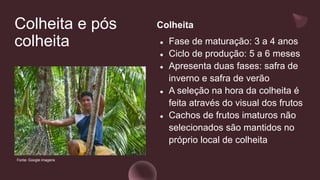 Colheita e pós
colheita
Colheita
● Fase de maturação: 3 a 4 anos
● Ciclo de produção: 5 a 6 meses
● Apresenta duas fases: safra de
inverno e safra de verão
● A seleção na hora da colheita é
feita através do visual dos frutos
● Cachos de frutos imaturos não
selecionados são mantidos no
próprio local de colheita
Fonte: Google imagens
 