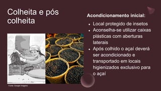 Colheita e pós
colheita
Acondicionamento inicial:
● Local protegido de insetos
● Aconselha-se utilizar caixas
plásticas com aberturas
laterais
● Após colhido o açaí deverá
ser acondicionado e
transportado em locais
higienizados exclusivo para
o açaí
Fonte: Google imagens
 