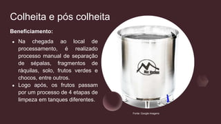 Colheita e pós colheita
Beneficiamento:
● Na chegada ao local de
processamento, é realizado
processo manual de separação
de sépalas, fragmentos de
ráquilas, solo, frutos verdes e
chocos, entre outros.
● Logo após, os frutos passam
por um processo de 4 etapas de
limpeza em tanques diferentes.
Fonte: Google imagens
 