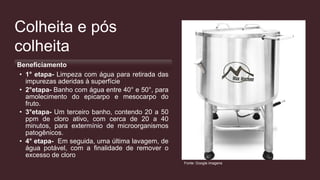 Colheita e pós
colheita
Beneficiamento
• 1° etapa- Limpeza com água para retirada das
impurezas aderidas à superfície
• 2°etapa- Banho com água entre 40° e 50°, para
amolecimento do epicarpo e mesocarpo do
fruto.
• 3°etapa- Um terceiro banho, contendo 20 a 50
ppm de cloro ativo, com cerca de 20 a 40
minutos, para extermínio de microorganismos
patogênicos.
• 4° etapa- Em seguida, uma última lavagem, de
água potável, com a finalidade de remover o
excesso de cloro
Fonte: Google imagens
 