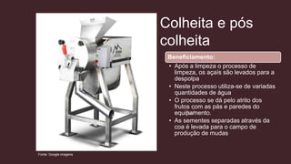 Colheita e pós
colheita
Beneficiamento:
• Após a limpeza o processo de
limpeza, os açaís são levados para a
despolpa
• Neste processo utiliza-se de variadas
quantidades de água
• O processo se dá pelo atrito dos
frutos com as pás e paredes do
equipamento.
• As sementes separadas através da
coa é levada para o campo de
produção de mudas
Fonte: Google imagens
 