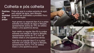 Colheita e pós colheita
Padrões
de
qualidad
e da
polpa:
Polpa de açaí é a polpa extraída do açaí,
sem adição de água, sem filtração,
podendo ser submetido a processo físico
de conservação;
Açaí grosso ou especial (tipo A) é a polpa
extraída com adição de água e filtração,
apresentando acima de 14% de sólidos
totais e uma aparência densa;
Açaí médio ou regular (tipo B) é a polpa
extraída com adição de água e filtração,
apresentando acima de 11 a 14% de
sólidos totais e uma aparência densa;
Açaí fino ou popular (tipo C) é a polpa
extraída com adição de água e filtração,
apresentando de 8 a 11% de sólidos
totais e uma aparência pouco
Fonte: Google imagens
 