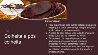 Colheita e pós
colheita
Conservação:
● Para exportação para outros estados ou países
exige que a polpa permaneça íntegra, exigindo
então métodos de conservação
● A polpa de açaí possui uma vida de prateleira
muito curta, de, no máximo, 12 horas.
● Tal processo de degradação pode ser
associado a microrganismos e bolores
presentes no fruto, coliformes fecais e
salmonelas, devido ao manuseio inadequado
na colheita, acondicionamento, transporte e
processamento.
Fonte: Google imagens
 