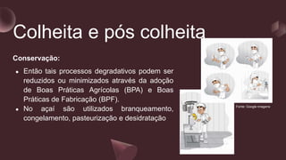 Colheita e pós colheita
Conservação:
● Então tais processos degradativos podem ser
reduzidos ou minimizados através da adoção
de Boas Práticas Agrícolas (BPA) e Boas
Práticas de Fabricação (BPF).
● No açaí são utilizados branqueamento,
congelamento, pasteurização e desidratação
Fonte: Google imagens
 