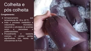 Colheita e
pós colheita
Congelamento:
● Armazenamento sob
temperaturas de -18 a -20 ºC,
● Inibe o processo metabólico e
crescimento microbiano,
reduzindo a atividade de enzimas
como a peroxidase e
polifenoloxidase.
● Procedimento é bastante
oneroso, e produz perdas
significativas nos teores de
antocianinas do fruto
Fonte: Google imagens
 