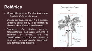 Botânica
• Monocotiledônea -> Família: Arecaceae
-> Espécie: Euterpe oleracea.
• Cresce em touceiras com 4 a 8 estipes,
podendo atingir de 12 a 20 metros de
altura e 14 centímetros de diâmetro.
• Palmeiras são plantas perenes,
arborescentes, cujo caule cilíndrico é
chamado de estipe. Não são
classificadas como árvores, devido a
ausência do crescimento secundário
para formação de madeira .
Fonte: Google imagens
 