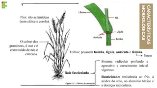 Raiz fasciculada
Rusticidade: resistência ao frio, à
acidez do solo, ao alumínio tóxico e
a doenças radiculares.
Sistema radicular profundo e
agressivo e crescimento inicial
vigoroso.
O colmo das
gramíneas, é oco e é
constituído de nós e
entrenós.
Folhas: possuem bainha, lígula, aurícula e lâmina.
CARACTERÍSTICAS
MORFOLÓGICAS
linear
Flor: são aclamídeas
(sem cálice e corola).
 