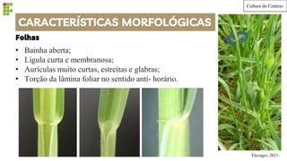 CARACTERÍSTICAS MORFOLÓGICAS
• Bainha aberta;
• Lígula curta e membranosa;
• Aurículas muito curtas, estreitas e glabras;
• Torção da lâmina foliar no sentido anti- horário.
Elevagro, 2021.
Folhas
Cultura do Centeio
 