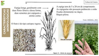CARACTERÍSTICAS
MORFOLÓGICAS Espiga longa, geralmente com
duas flores férteis e dessa forma,
duas sementes por espigueta e
aristas curtas.
O fruto é do tipo cariopse rugoso.
A espiga tem de 5 a 20 cm de comprimento.
As espiguetas não possuem pedúnculo e estão
fixadas diretamente na ráquis.
Ráquis pilosa.
Cultura do Centeio
Fonte: AMARAL, 2022.
 