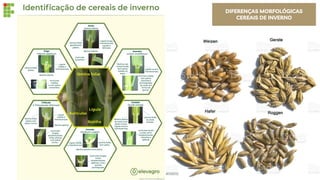 DIFERENÇAS MORFOLÓGICAS
CEREAIS DE INVERNO
 