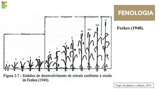 FENOLOGIA
Feekes (1940).
Trigo: do plantio a colheita, 2015.
 