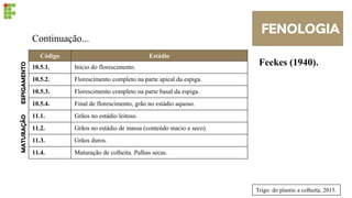 FENOLOGIA
Feekes (1940).
Código Estádio
10.5.1. Início do florescimento.
10.5.2. Florescimento completo na parte apical da espiga.
10.5.3. Florescimento completo na parte basal da espiga.
10.5.4. Final de florescimento, grão no estádio aquoso.
11.1. Grãos no estádio leitoso.
11.2. Grãos no estádio de massa (conteúdo macio e seco).
11.3. Grãos duros.
11.4. Maturação de colheita. Palhas secas.
Continuação...
ESPIGAMENTO
MATURAÇÃO
Trigo: do plantio a colheita, 2015.
 