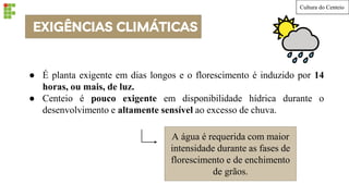 EXIGÊNCIAS CLIMÁTICAS
● É planta exigente em dias longos e o florescimento é induzido por 14
horas, ou mais, de luz.
● Centeio é pouco exigente em disponibilidade hídrica durante o
desenvolvimento e altamente sensível ao excesso de chuva.
A água é requerida com maior
intensidade durante as fases de
florescimento e de enchimento
de grãos.
Cultura do Centeio
 