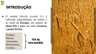 INTRODUÇÃO
● O centeio (Secale cereale L.) é
cultivado especialmente no centro e
no norte da Europa, em regiões de
clima frio e seco, em solos arenosos
e pouco férteis.
Polônia;
Rússia;
Alemanha;
Bielorrússia;
Ucrânia.
75% da
área mundial.
 