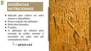 EXIGÊNCIAS
NUTRICIONAIS
● Indicado para cultivo em solos
arenoso e degradados;
● Pouco exigente em adubação;
● Solos bem drenados;
● P médio;
● A aplicação de calcário para
correção de acidez somente é
necessária em solos com pH
extremamente baixo.
pH 6,0 e 6,5
 