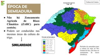 ÉPOCA DE
SEMEADURA
● Não há Zoneamento
Agrícola de Risco
Climático (ZARC) para
centeio;
● Podem ser conduzidas nas
mesmas áreas da cultura do
trigo.
SIMILARIDADE Períodos de semeadura para
a cultura de trigo no Rio
Grande do Sul, com base no
zoneamento de riscos
climáticos.
Cultura do Centeio
 