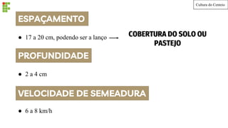 ESPAÇAMENTO
● 17 a 20 cm, podendo ser a lanço COBERTURA DO SOLO OU
PASTEJO
PROFUNDIDADE
● 2 a 4 cm
VELOCIDADE DE SEMEADURA
● 6 a 8 km/h
Cultura do Centeio
 