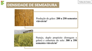 DENSIDADE DE SEMEADURA
Produção de grãos: 200 a 250 sementes
viáveis/m²
Pastejo, duplo propósito (forragem e
grãos) e cobertura do solo: 300 a 350
sementes viáveis/m²
Cultura do Centeio
 