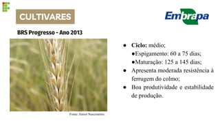 CULTIVARES
BRS Progresso - Ano 2013
Fonte: Júnior Nascimento.
● Ciclo: médio;
●Espigamento: 60 a 75 dias;
●Maturação: 125 a 145 dias;
● Apresenta moderada resistência à
ferrugem do colmo;
● Boa produtividade e estabilidade
de produção.
 