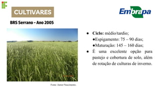 BRS Serrano - Ano 2005
● Ciclo: médio/tardio;
●Espigamento: 75 – 90 dias;
●Maturação: 145 – 160 dias;
● É uma excelente opção para
pastejo e cobertura de solo, além
de rotação de culturas de inverno.
Fonte: Junior Nascimento.
CULTIVARES
 