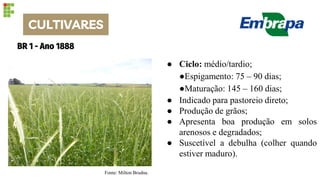 BR 1 - Ano 1888
● Ciclo: médio/tardio;
●Espigamento: 75 – 90 dias;
●Maturação: 145 – 160 dias;
● Indicado para pastoreio direto;
● Produção de grãos;
● Apresenta boa produção em solos
arenosos e degradados;
● Suscetível a debulha (colher quando
estiver maduro).
Fonte: Milton Brudna.
CULTIVARES
 