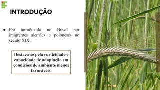 INTRODUÇÃO
Destaca-se pela rusticidade e
capacidade de adaptação em
condições de ambiente menos
favoráveis.
● Foi introduzido no Brasil por
imigrantes alemães e poloneses no
século XIX;
 