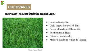 TEMPRANO - Ano 2010 (Atlântica Trading LTDA.)
● Centeio forrageiro;
● Ciclo vegetativo de 135 dias;
● Possui elevado perfilhamento;
● Excelente sanidade;
● Ótima produtividade;
● Mais cultivado na região do Paraná.
CULTIVARES
Fonte: Nuseed Brazil.
 