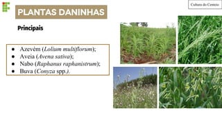 PLANTAS DANINHAS
Cultura do Centeio
● Azevém (Lolium multiflorum);
● Aveia (Avena sativa);
● Nabo (Raphanus raphanistrum);
● Buva (Conyza spp.).
Principais
 